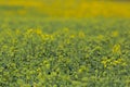 Close view canola field oilseed in spring, partial bloom Royalty Free Stock Photo