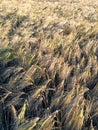 Close view of cereal, corn rye wheat steams on the agriculural field lighted with delicate evening sunlight Royalty Free Stock Photo