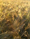 Close view of cereal, corn rye wheat steams on the agriculural field lighted with evening sun Royalty Free Stock Photo