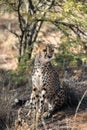 Close view of a cheetah resting and boring at cheetahs farm Royalty Free Stock Photo