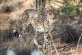 Close view of a cheetah in savanna woodlands of cheetahs farm Royalty Free Stock Photo