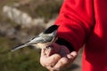 Chickadee bird on man hand