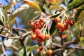 Close view of cluster of berries of greak whitebeam Sorbus graeca Royalty Free Stock Photo