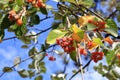 Close view of cluster of berries of greak whitebeam Sorbus graeca Royalty Free Stock Photo