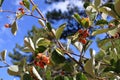 Close view of cluster of berries of greak whitebeam Sorbus graeca Royalty Free Stock Photo