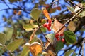 Close view of cluster of berries of greak whitebeam Sorbus graeca Royalty Free Stock Photo