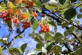 Close view of cluster of berries of greak whitebeam Sorbus graeca Royalty Free Stock Photo