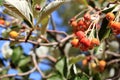 Close view of cluster of berries of greak whitebeam Sorbus graeca Royalty Free Stock Photo