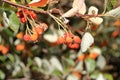 Close view of cluster of berries of greak whitebeam Sorbus graeca Royalty Free Stock Photo