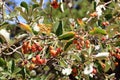 Close view of cluster of berries of greak whitebeam Sorbus graeca Royalty Free Stock Photo