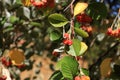 Close view of cluster of berries of greak whitebeam Sorbus graeca Royalty Free Stock Photo