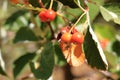 Close view of cluster of berries of greak whitebeam Sorbus graeca Royalty Free Stock Photo