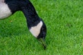 Close view of a common Canada Goose eating grass Royalty Free Stock Photo