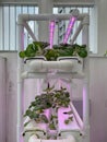 Close view of common local vegetables growing under artificial led grow light. Sustainability, urban farming agriculture concept.