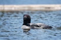 Close View of the Common Loon