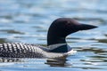 Close View of the Common Loon