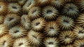 Close view of coral polyps of scleractinian hard coral, wall corallites separated