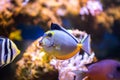 Coral reef fish Royalty Free Stock Photo