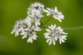 coriander (Coriandrum sativum)