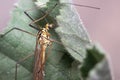 Close view of crane fly Nephrotoma sp, Tipulidae, posed on a green leaf