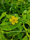 Creeping butter cup flower or tiny weed yellow flower