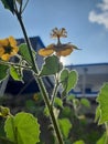 Creeping butter cup flower or yellow flower in sunshine