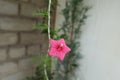 Close view of red flower of Ipomoea quamoclit Royalty Free Stock Photo