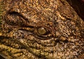 A close view of a crocodile`s yellow eye with a vertical-slit sh