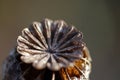 CLOSE VIEW OF CROWN OF DRY POPPY SEED CAPSULE Royalty Free Stock Photo