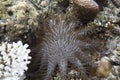 Close view of crown of thorns starfish