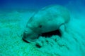 Close view on cute and amazing dugong.Underwater shot. Looking on quite rare ocean animal who eating seagrass underwater Royalty Free Stock Photo