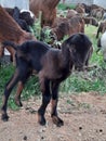 Close view of a cute black colored innocent lamb