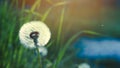 Close view of Dandelion flower for background Royalty Free Stock Photo