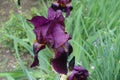 Close view of dark purple flower of bearded iris in May