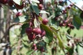 Close view of dark red crab apples in June