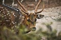 Close view of a deer in a zoo Royalty Free Stock Photo