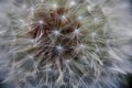 FILAMENTS OF DAINTY SEED TUFTS ON DANDELION SEED HEAD