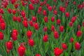 Close view of densely planted crimson red tulips