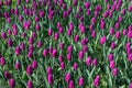 Close view of densely planted purple tulips