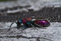 Cuckoo Wasp (Chrysis lusitanica)