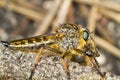 Giant robber fly (proctacanthus rodecki)