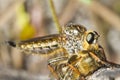 Giant robber fly (proctacanthus rodecki)