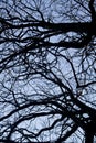 intricacy on tree branches Royalty Free Stock Photo