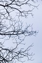 intricacy on tree branches Royalty Free Stock Photo