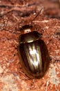 Rosemary Beetle