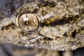 Moorish Gecko (Tarentola mauritanica) Royalty Free Stock Photo