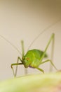 Sickle-bearing Bush-cricket (Phaneroptera falcata)