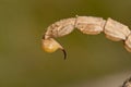 buthus scorpion sting tail Royalty Free Stock Photo