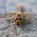 Close view of a dragonfly on the ground ready to attack Royalty Free Stock Photo