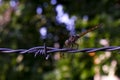 Close view of dragonfly isolated on rusted barbed wire